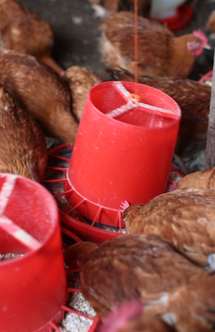 Dr. Keneni Hambisa - Gallery Photo 1