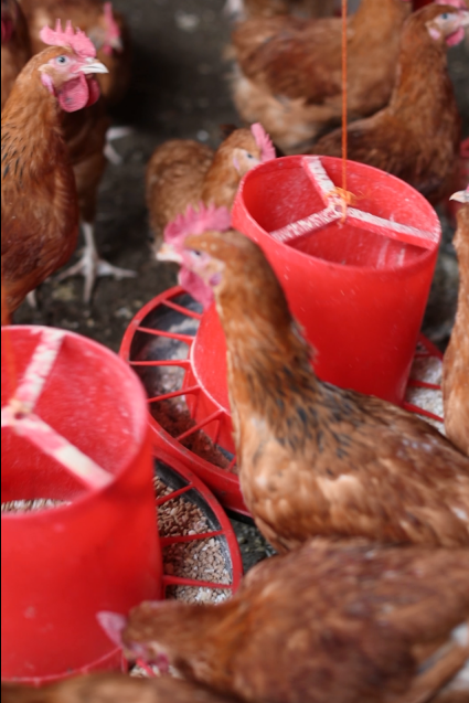 Dr. Keneni Hambisa - Gallery Photo 2