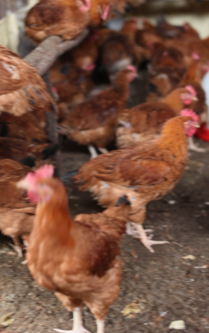 Dr. Keneni Hambisa - Gallery Photo 3