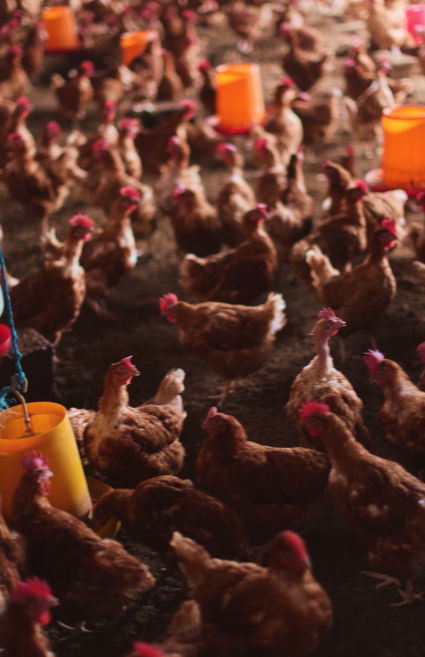 Mulugeta Yabsira - Gallery Photo 1