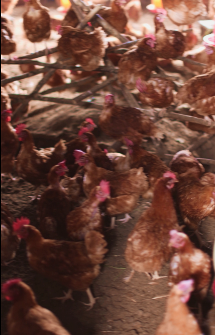 Mulugeta Yabsira - Gallery Photo 2